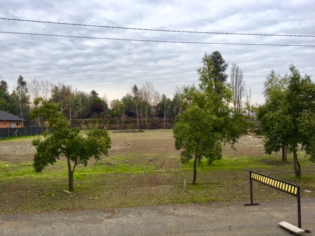 Bosques de Zapallar