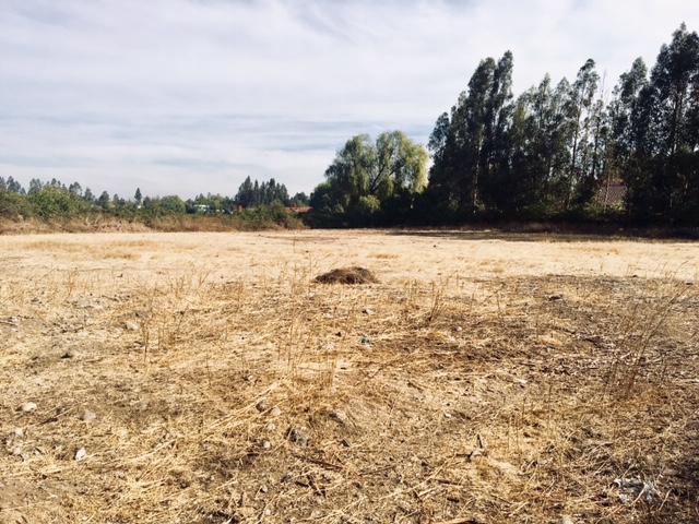 Fundo La Esperanza (5.000 m2)